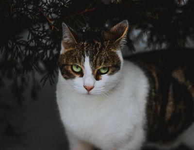 白色和棕色虎斑猫
